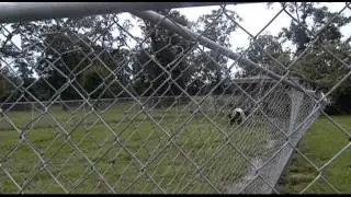 Tornado Animal Shelter Damage