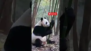 El ataque del bamb&uacute; #cat #animaisfofos #funny #panda #v&iacute;deosai