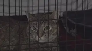 QC Paws dealing with overcrowding, searching for families to adopt pets in need