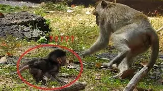 STRANGE & PITIFUL NEWBORN DAX ! New baby Dax leave mother so far very brave | Duchess scare & Escape