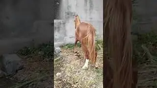 #horse #horsemaster #horseenthusiast #horsegirl #horsefan #funny #horsegirls #horselover #trening