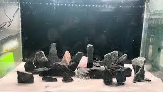Frontosa Fish Tank Setup
