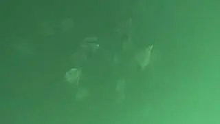 Fever of Mobula Rays at Catalina Islands in Costa Rica - December 26, 2025