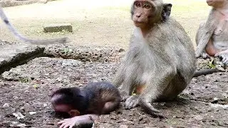 Poor Newborn baby monkey cry loudly call mom takecare
