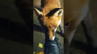 Мисс Фокс чуть не писает на меня