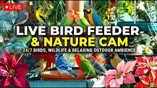 Live Bird Feeder & Nature Cam | 24/7 Birds, Wildlife & Relaxing Outdoor Ambience
