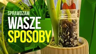 Ukorzeniam i przesadzam według rad od widzów!