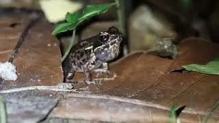 Masked rough sided frog (Hylarana laterimaculata) calling