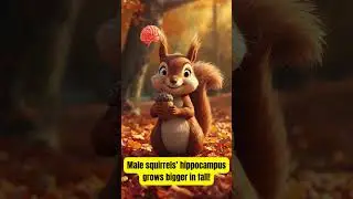 Which Animal Gets Smarter in the Fall? 🐿️🍁 | Did You Know Quiz