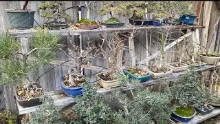 NEW UPGRADE  BONSAI TOUR BONSAI GARDEN My Bonsai Collection 2021