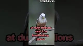 A Closer Look at This Intelligent and Social Bird who is Starling