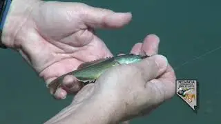 Fly-fishing in Las Vegas?