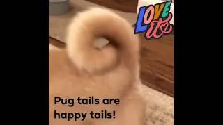 Pug Tails