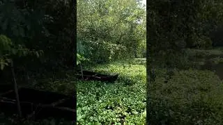 pathiramanal #kerala #greenscreen #forest #shortvideo #shorts #trending #malayalam #travel #aluva