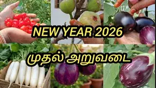 மாடித்தோட்டத்தில் பம்பர் அறுவடை | | Harvest In Our Terrace Garden | | Trending | | Gardening 