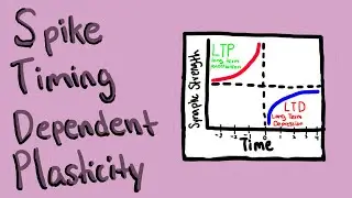 Synaptic Plasticity and STDP in Learning/Memory | Breakthrough Junior Challenge 2023