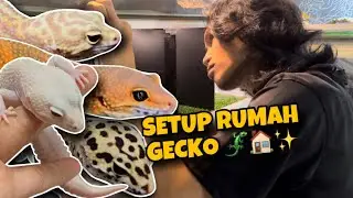 SETUP ENCLOSURE LEOPARD GECKO YANG PALING SIMPLE! | PART 2