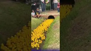 Эти утиные гонки ежегодно раздают миллионы!