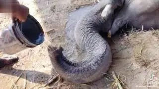 ELEPHANT DRINKING WATER