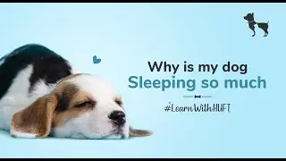 Why is my dog sleeping so much? I Most common reasons #LearnWithHUFT I Heads Up For Tails