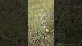 White Heath Aster (Symphyotrichum ericoides) Sept 1 update in full flower and not noticing drought