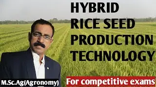 HYBRID RICE SEED PRODUCTION TECHNOLOGY