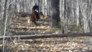 Morgan Horse Jumping bareback