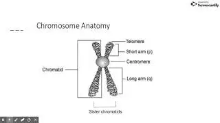 Chromosome Structure