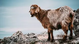 Goat - Goat Screaming | Som da cabra gritando - Cabra Berrando