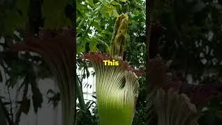 Top 3 Rarest Plants on Earth! #foryou #naturewonders #crazyfacts
