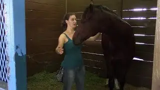 Equine Energy Healing session for Body Soreness in Racing Thoroughbreds