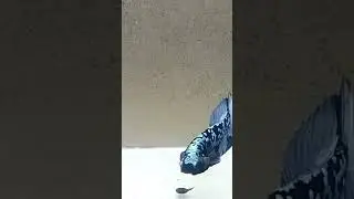 avcg
