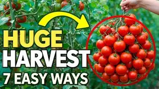 7 Simple Ways to Trellis Tomatoes for a Huge Harvest