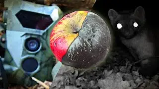 J'AI LAISS&Eacute; UNE POMME DEVANT UNE CAM&Eacute;RA,  r&eacute;sultats incroyables !!! 🎥🦉