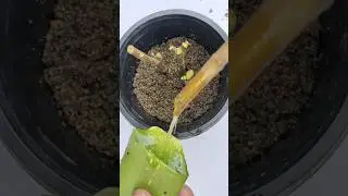 How to grow oleander plants from cutting | growing karabi plants easy way ||