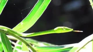 Green vine snake (Ahaetulla nasuta)
