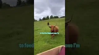 Ready for a cow sit?? 🐮 #trustedhousesitters #highlandcow #petsitting