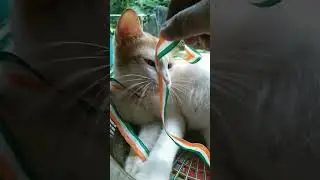 🇮🇳🇮🇳#cat 🧡🤍💚 #minusworld kp