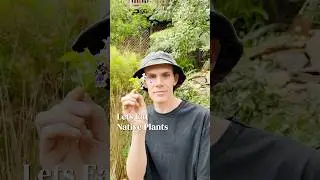 Fancy eating Aussie native plants #gardening #garden #australiannative