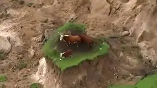 Cows Stranded by New Zealand Quake Rescued