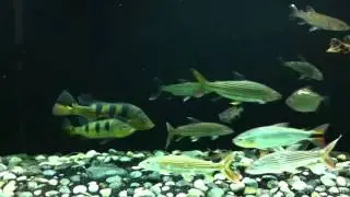 Characins tank