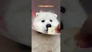 🧀Cheese Tax🧀 #cute #funny #puppy #tiktok #dogsofinstagram