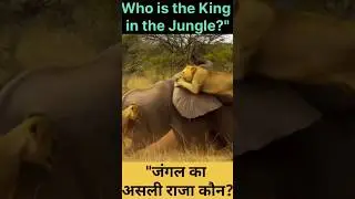Lion Attack on Giant Elephant 😱 जंगल की सबसे खतरनाक लड़ाई | Amazon Jungle Secrets Ep.9