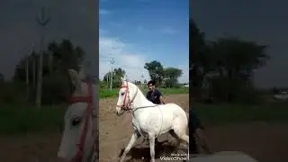 Khathiyawadi horsh Rakesh ahir