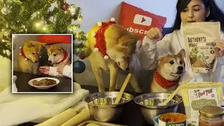 Making the Shibas Dog-Friendly 