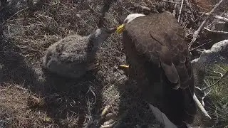 SWFL~ Bielik amerykański -   M15 z dostawą 🐟 F23 karmi E26 2026 01 17