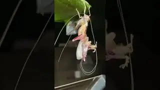 Процесс линьки у хриплого сверчка