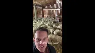 Ryan working on this today - how a Montana sheep producer is adapting to challenges.