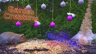 Videos for Cats...Garden Creatures...Its Christmas