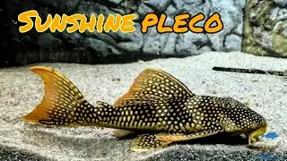 Sunshine Pleco L014